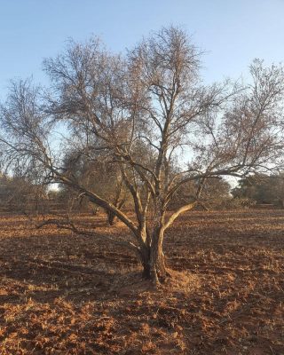 𝗟𝗲 𝘀𝗮𝘃𝗶𝗲𝘇-𝘃𝗼𝘂𝘀 ? 𝗟’𝗼𝗹𝗶𝘃𝗶𝗲𝗿 𝗽𝗲𝘂𝘁 𝗿é𝘀𝗶𝘀𝘁𝗲𝗿 à 𝗹𝗮 𝘀é𝗰𝗵𝗲𝗿𝗲𝘀𝘀𝗲 𝗺𝗮𝗶𝘀 𝗽𝗮𝘀 𝗶𝗻𝗱é𝗳𝗶𝗻𝗶𝗺𝗲𝗻𝘁 : 𝗶𝗹 𝗽𝗲𝘂𝘁 𝗮𝘂𝘀𝘀𝗶 𝗺𝗼𝘂𝗿𝗶𝗿 𝗽𝗮𝗿 𝗺𝗮𝗻𝗾𝘂𝗲 𝗱’𝗲𝗮𝘂 ! ❌
Merci à Hafid qui nous envoie la preuve en images suite à sa visite dans la région de Marrakech…
On continue à se mobiliser pour rendre autosuffisant un village de 120 familles au Maroc 💪
Lien en bio pour forer un puits ensemble
#Désertification #Drought #Climat #Sécheresse #Eau #Environnement #Biodiversité #puits #Maroc #Afrique