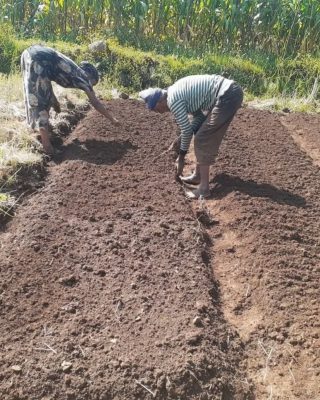 📍 Éthiopie

⛔ Ces femmes et ces hommes veulent vivre de leur travail, pas qu’on les nourrisse !

Dans cette belle terre, sont plantées grâce à vos dons des graines de légumes distribuées à 310 agricultrices et 90 agriculteurs

55% de notre projet est financé, on continue ? 🌱 

Inclus :
✅ soutien pour faciliter l’accès à l’eau potable et l’élevage
✅ formations aux techniques de lombricompostage pour produire des engrais organiques 
✅ distribution de chèvres-moutons hybrides dont la santé est robuste et qui ont un potentiel de reproduction élevé

📢 Voilà un projet qui a un impact concret sur 4 500 personnes #Autosuffisance

Lien en bio

#SeedFamily #Autonomie #Villages #Paysans #Agriculture #Bio #Environnement #Afrique #Éthiopie #Alimentation